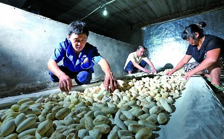 พี่น้องจีนเปิดฟาร์มเลี้ยงงูครึ่งแสน กว่าครึ่งเป็นงูพิษ