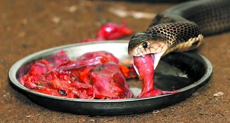 พี่น้องจีนเปิดฟาร์มเลี้ยงงูครึ่งแสน กว่าครึ่งเป็นงูพิษ