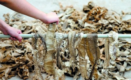 พี่น้องจีนเปิดฟาร์มเลี้ยงงูครึ่งแสน กว่าครึ่งเป็นงูพิษ