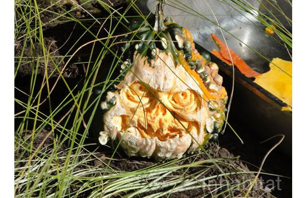 สยองสมจริง! การแกะสลักฟักทองซอมบี้ในสหรัฐฯ