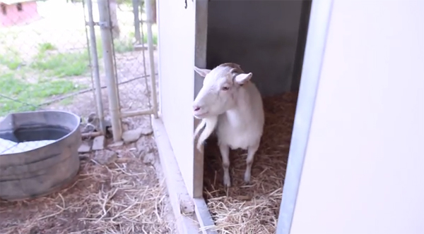 ชมคลิปสุดซึ้ง ความผูกพันของแพะกับลา ที่จะทำให้คุณน้ำตาซึม