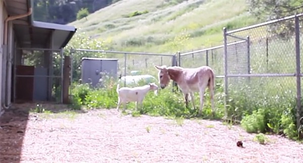 ชมคลิปสุดซึ้ง ความผูกพันของแพะกับลา ที่จะทำให้คุณน้ำตาซึม