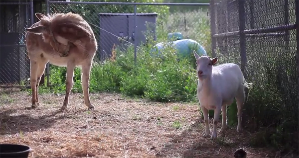 ชมคลิปสุดซึ้ง ความผูกพันของแพะกับลา ที่จะทำให้คุณน้ำตาซึม