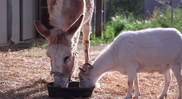 ชมคลิปสุดซึ้ง ความผูกพันของแพะกับลา ที่จะทำให้คุณน้ำตาซึม