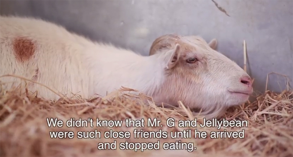 ชมคลิปสุดซึ้ง ความผูกพันของแพะกับลา ที่จะทำให้คุณน้ำตาซึม