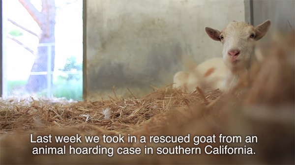 ชมคลิปสุดซึ้ง ความผูกพันของแพะกับลา ที่จะทำให้คุณน้ำตาซึม