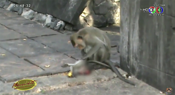 สลด แม่ลิงลากร่างลูกไร้วิญญาณ ไม่รู้ว่าตายแล้ว หลังถูกรถเหยียบ
