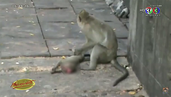สลด แม่ลิงลากร่างลูกไร้วิญญาณ ไม่รู้ว่าตายแล้ว หลังถูกรถเหยียบ