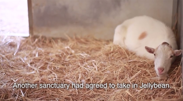 ชมคลิปสุดซึ้ง ความผูกพันของแพะกับลา ที่จะทำให้คุณน้ำตาซึม