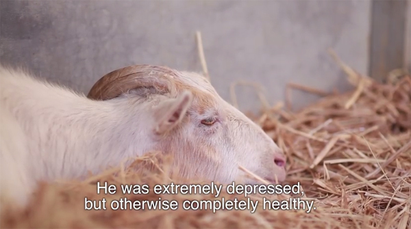 ชมคลิปสุดซึ้ง ความผูกพันของแพะกับลา ที่จะทำให้คุณน้ำตาซึม