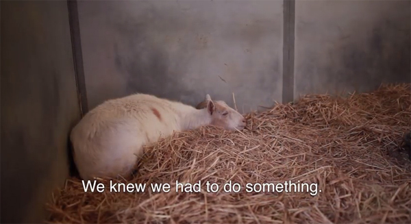 ชมคลิปสุดซึ้ง ความผูกพันของแพะกับลา ที่จะทำให้คุณน้ำตาซึม