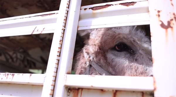 ชมคลิปสุดซึ้ง ความผูกพันของแพะกับลา ที่จะทำให้คุณน้ำตาซึม