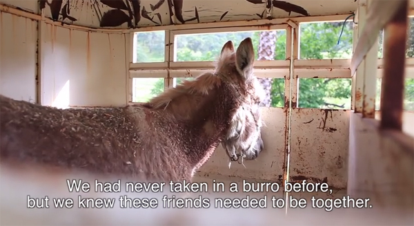 ชมคลิปสุดซึ้ง ความผูกพันของแพะกับลา ที่จะทำให้คุณน้ำตาซึม