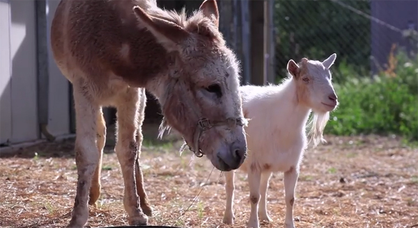 ชมคลิปสุดซึ้ง ความผูกพันของแพะกับลา ที่จะทำให้คุณน้ำตาซึม