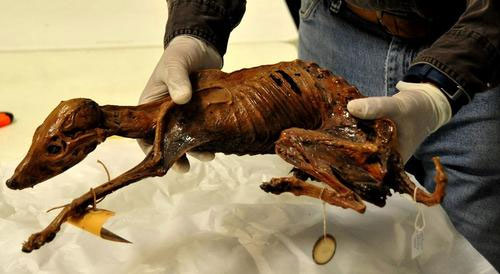 ฮือฮา! พบมัมมี่สุนัขยุคโบราณในเม็กซิโก อายุกว่า 1,000 ปี