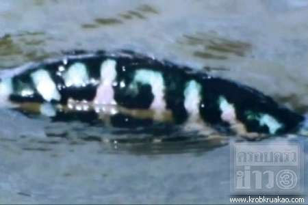 ฝูงชะโดอาละวาดโคราช เตือนคนลงเล่นน้ำระวังถูกทำร้าย