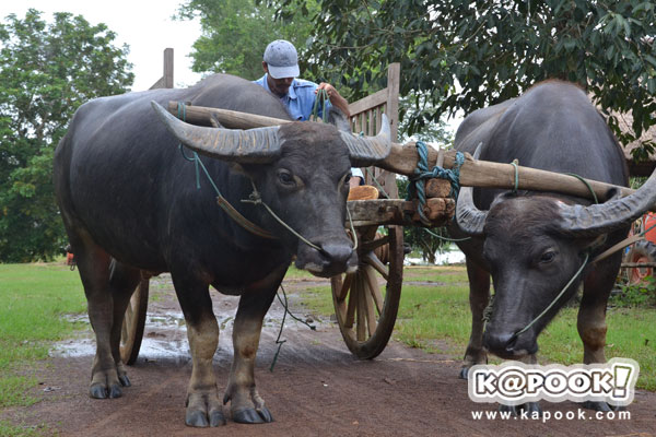 กระทรวงเกษตรฯ นำสื่อเยี่ยมชม โครงการตามพระราชดำริฯ สระแก้ว ปราจีนบุรี