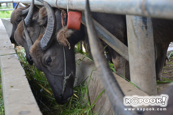 กระทรวงเกษตรฯ นำสื่อเยี่ยมชม โครงการตามพระราชดำริฯ สระแก้ว ปราจีนบุรี