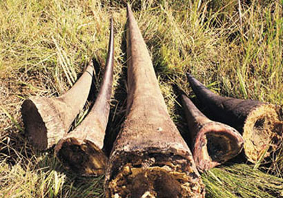 จับ 2 ตำรวจสุวรรณภูมิ ร่วมขบวนการขนนอแรดข้ามประเทศ