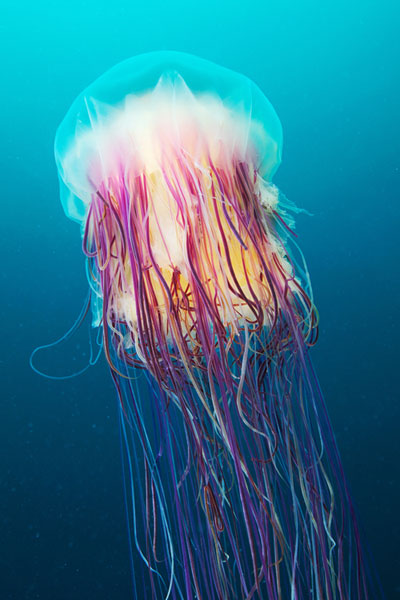 Lion's mane แมงกะพรุนหลากสี แห่งทะเลขาว