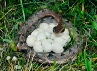 งูเห่าช้างหวงไข่ ถูกเครื่องตัดหญ้าฟันดับ