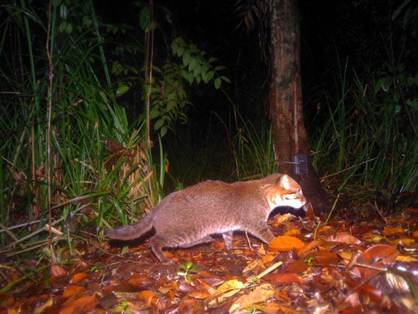 แมวป่าหัวแบน