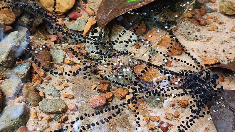 ไข่คางคก