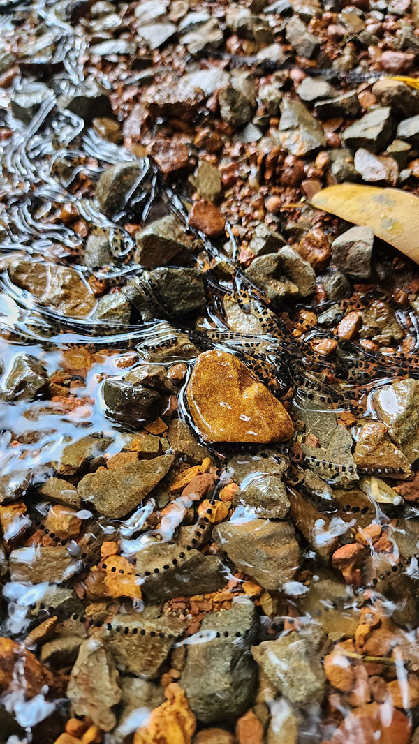 ไข่คางคก