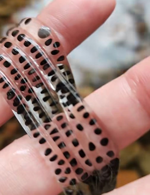 ไข่คางคก