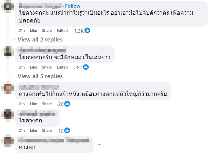 ไข่คางคก
