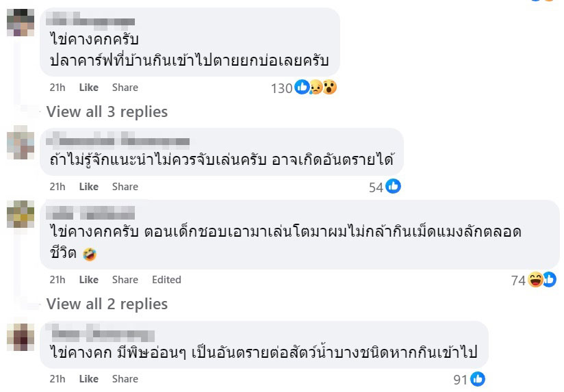 ไข่คางคก