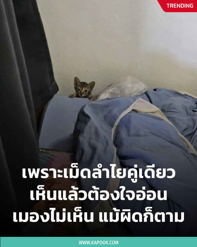 แมว