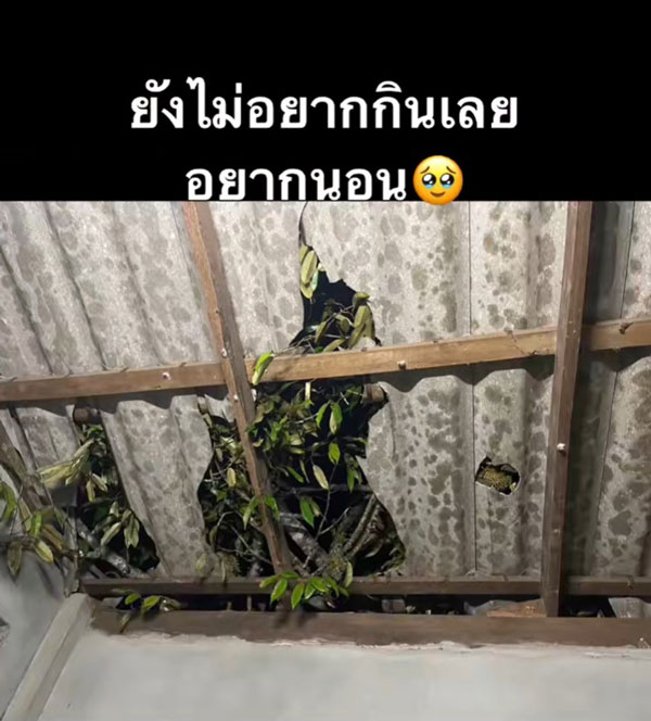 ทุเรียน