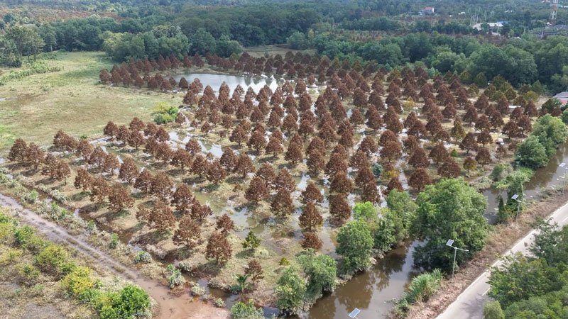 สวนทุเรียน สวนทุเรียน