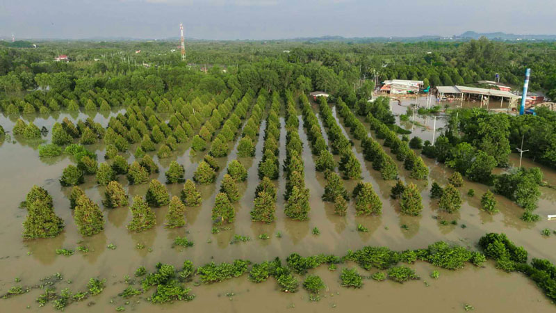 สวนทุเรียน สวนทุเรียน