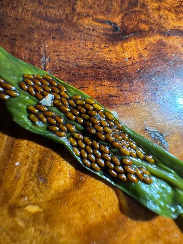 ผักบุ้ง