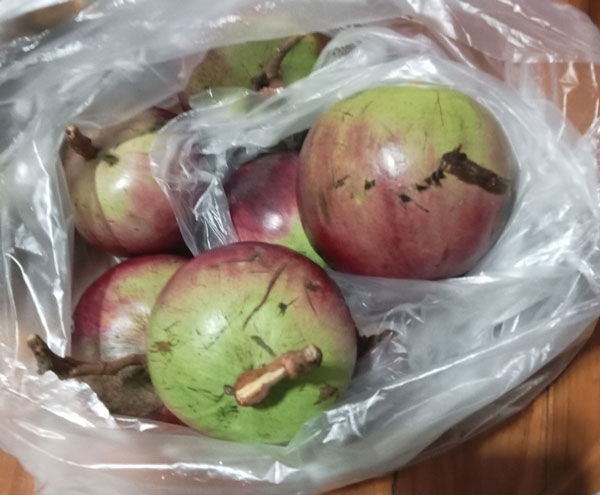 Star Apple