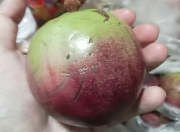Star Apple