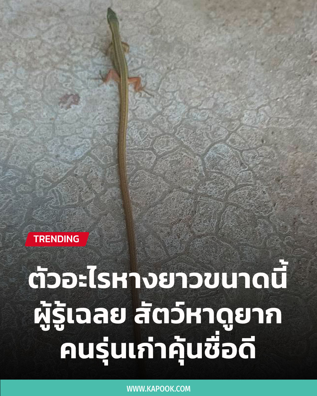 สางห่า