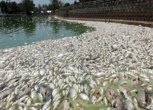 สระบัวแหลมสมิหลา