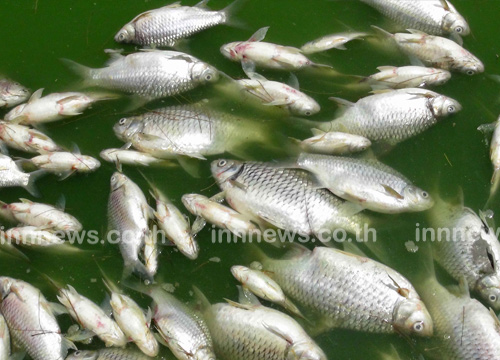 สระบัวแหลมสมิหลา