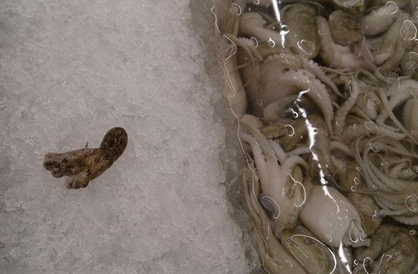 ปลาหมึกสายวงน้ำเงิน