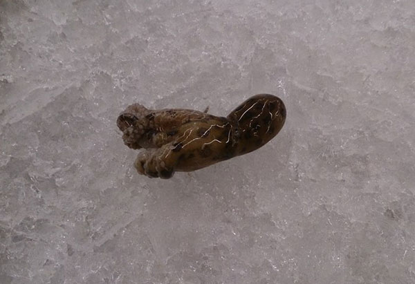 ปลาหมึกสายวงน้ำเงิน