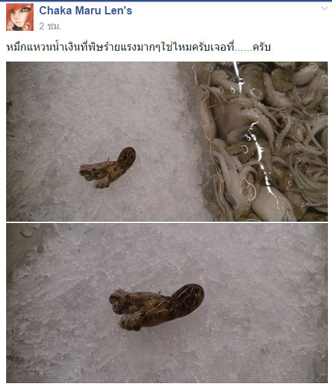 ปลาหมึกสายวงน้ำเงิน