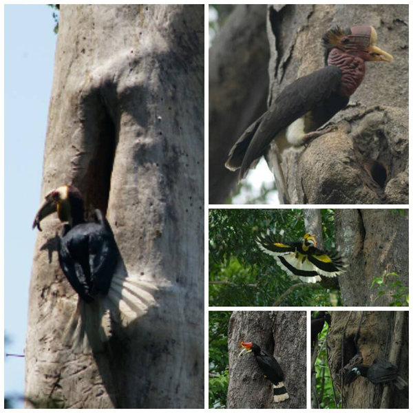 นกเงือก