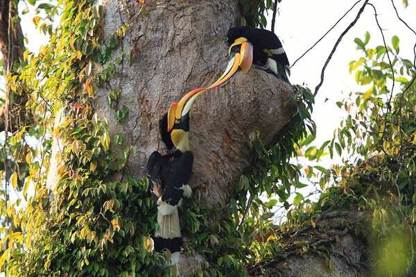 นกเงือก