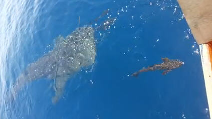 ฉลามวาฬ