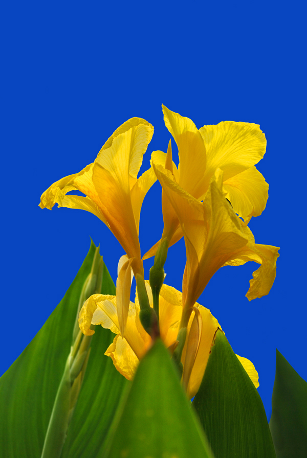 ดอกพุทธรักษา ดอกไม้วันพ่อ