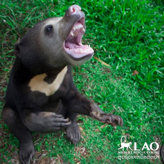 ขายลูกหมีหมา