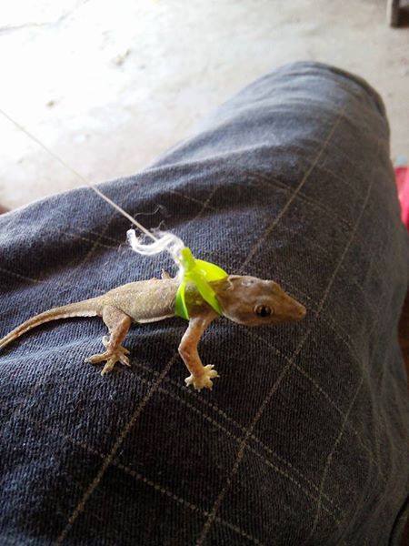 เก็บจิ้งจกกำพร้ามาเลี้ยงตั้งแต่ยังเป็นไข่